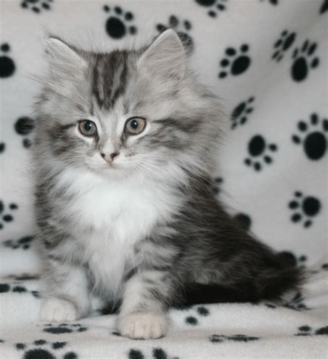 Grey Siberian Kittens