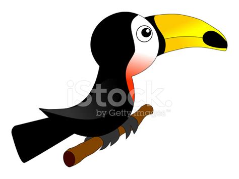 Funny Toucan Stock Photo Royalty Free Freeimages