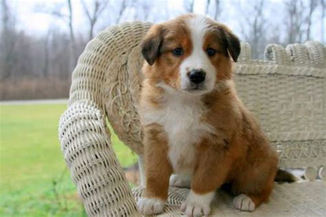 A well bred english shepherd puppy should have a desire to please and enough innate herding instinct to be very useful when raised by the farmer who is his boss daughter erin was raised by an english shepherd named chico. English Shepherd Puppies for Sale in Nashville, Tennessee ...