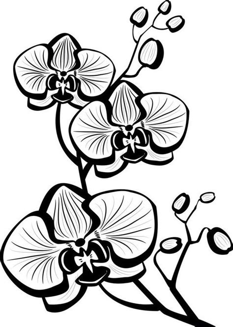 Gambar Bunga Anggrek Kartun Hitam Putih Karangan Bunga Sudut Vektor