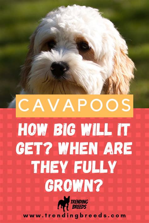 How much they cost, what you should look for when buying a puppy, and what you can expect during the first year with your new cavapoo. How Big Will My Cavapoo Get? When Are They Fully Grown ...