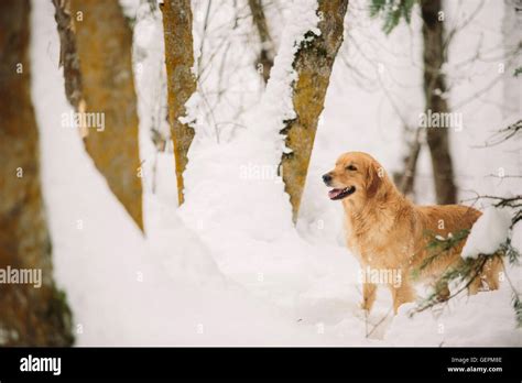 Golden Retriever In The Snow High Resolution Stock Photography And