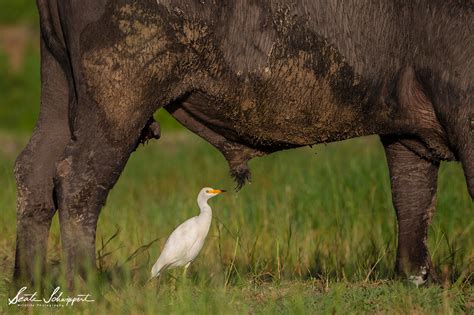 Es gibt ereignisse, zu denen ihr euch auf alle fälle etwas glamouröser kleiden solltest. Drei ... Zwei ... Eins ... Autsch! Foto & Bild | tiere ...