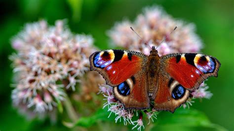 Comment Identifier Les Papillons Dans Le Jardin Jardin De Grand Meres