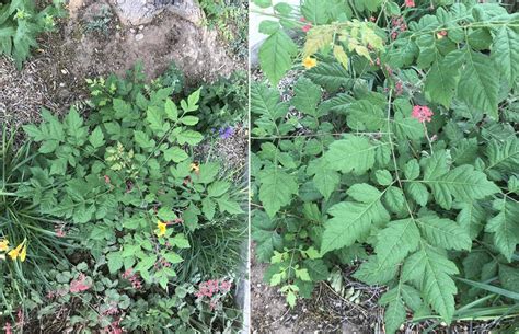 Maybe you would like to learn more about one of these? Colorado Suburban Plant ID - base of my Honey Locust Trees ...