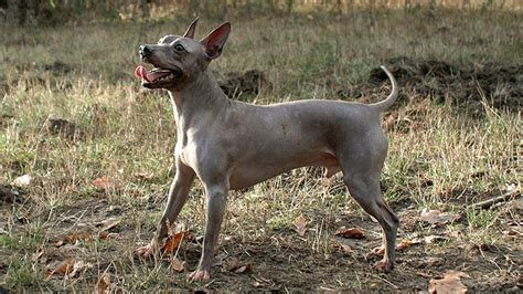 American Hairless Terrier Full Breed Profile Barking Royalty