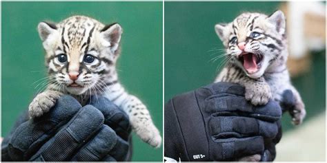 Rare Ocelot Kitten Was Recently Born At Audubon Zoo Bringing Hope For