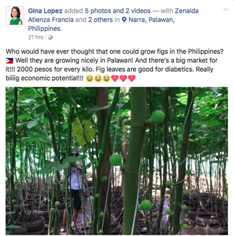 Gina Lopez reveals figs being grown in the Philippines ...