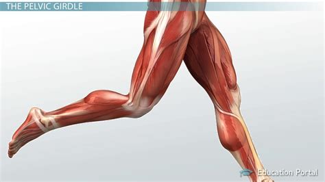 Female Leg Muscles Diagram Diagram Illustrating Muscle Groups On