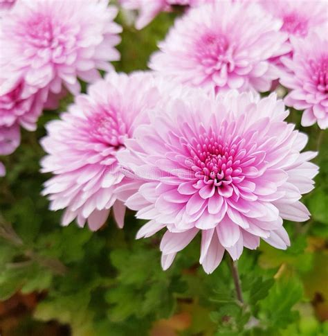 Closeup Of Pink Chrysanthemums Flowers Beautiful Big Blossoms Stock