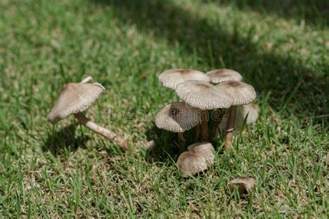 A Small Group Of Brown Mushrooms In The Grass Stock Photo Image Of