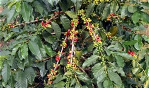 Folgers classic roast coffee is classic for a reason—that consistently rich, pure taste, cup after cup and the best part of wakin' up for more than 150 years. Where do beans come from? - mccnsulting.web.fc2.com