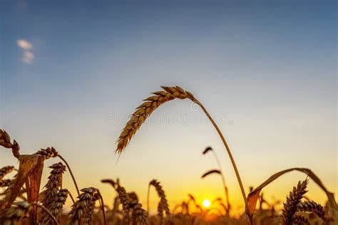 Golden Sunset Over Field With Harvest Ukraine Agriculture Field Stock