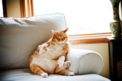 Don't allow your cat access to dog food. The 8 Best Cat Foods for Weight Loss in 2021