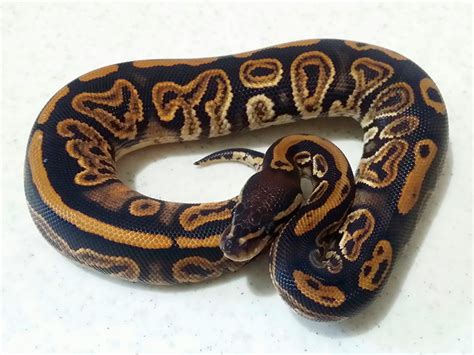 Black Pastel Morph List World Of Ball Pythons