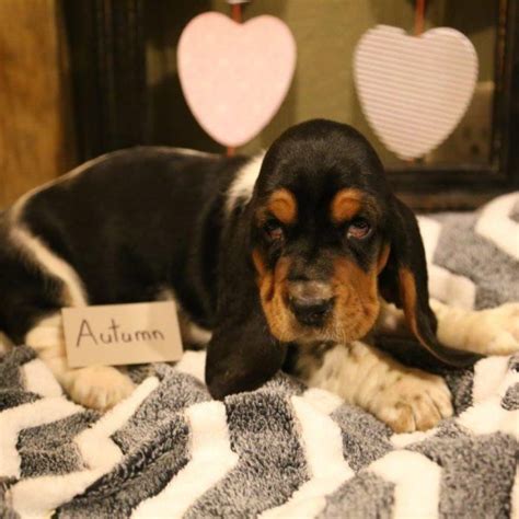 There are many basset hound puppies for sale in the akc marketplace if you are interested in buying one. Autumn - Basset Hound Puppy For Sale in Pennsylvania (With ...