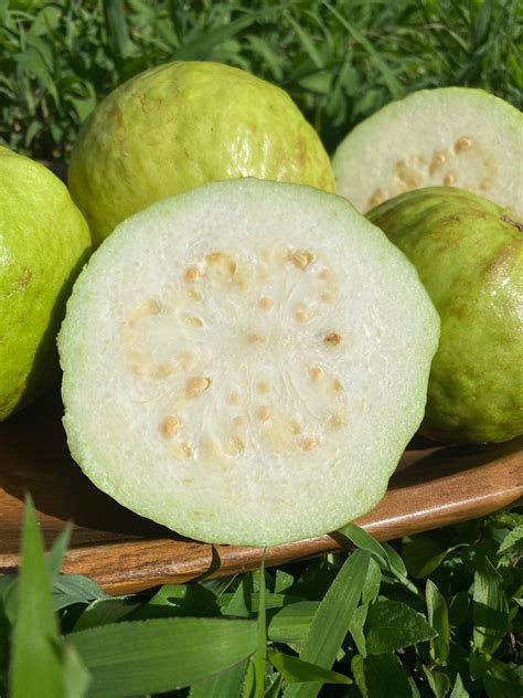 White Guava Miami Fruit