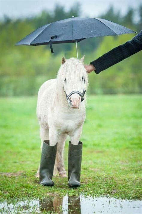 Small White Horse Protected From Rain 12 Of The Best Horse Photos Of