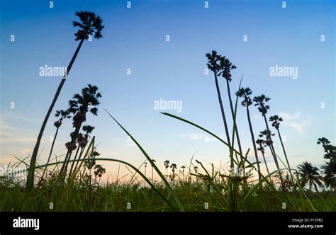 Sugar Palm Tree On Sunset Stock Photo Alamy