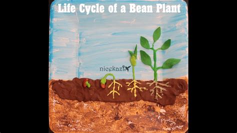 A period in which anabolic steroid users take specific combos of steroids for a certain time frame. How to make 3D Life cycle of a bean plant: Kids science ...