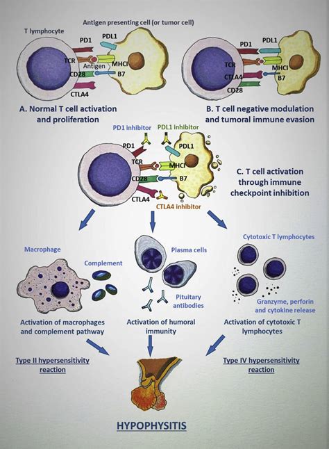 Mechanism Of Immune Checkpoint Inhibitor Induced Hypophysitis Icih Download Scientific