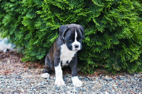 Learn about your this breed of dog with our extensive breed profile. Boxer Puppies For Sale | Bellingham, WA #198838 | Petzlover