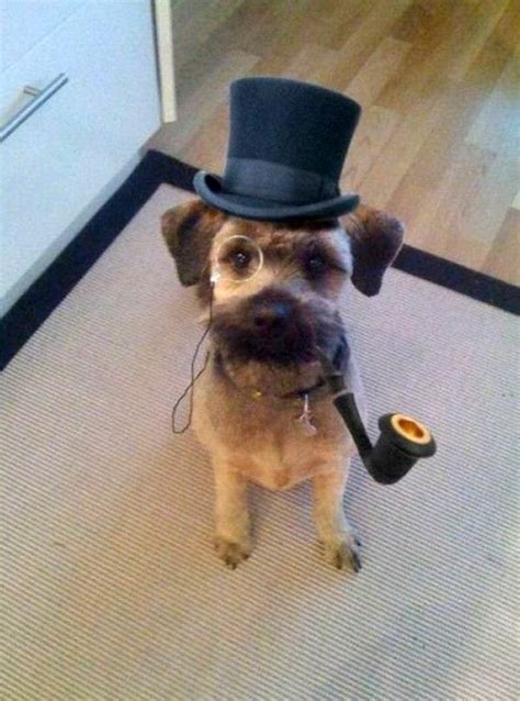 Gentleman Dog Wearing A Hat Rdogswearinghats