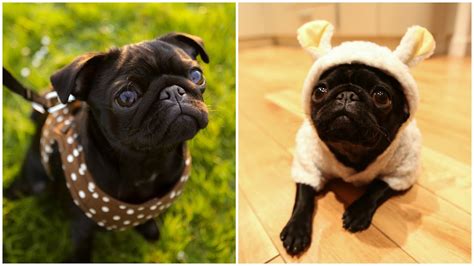 Cutest Pug In The World Ad Youtube