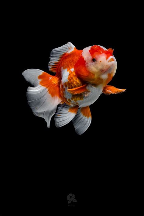 Richly Hued Portraits Of Elegant Chinese Goldfish By Tsubaki Artofit