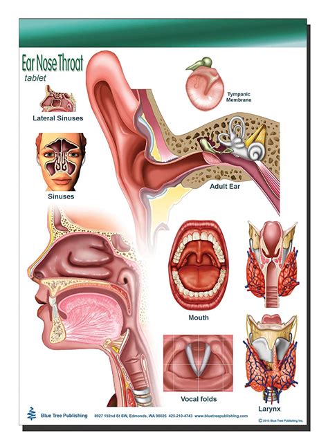 Anatomy Of Ear And Sinuses Anatomy Diagram Book