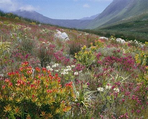 South African Biomes Facts Information And Pictures Learn More Explore