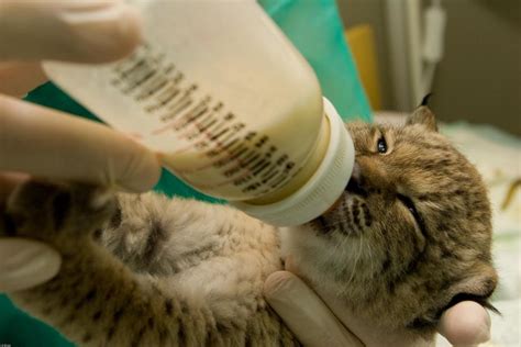 Replacement/supplement formula is often used to feed kittens unable nurse milk from their mothers. Bottle-Feeding Kittens - Everything You Need to Know ...