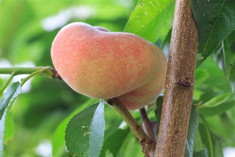 How To Grow And Care For Peach Trees