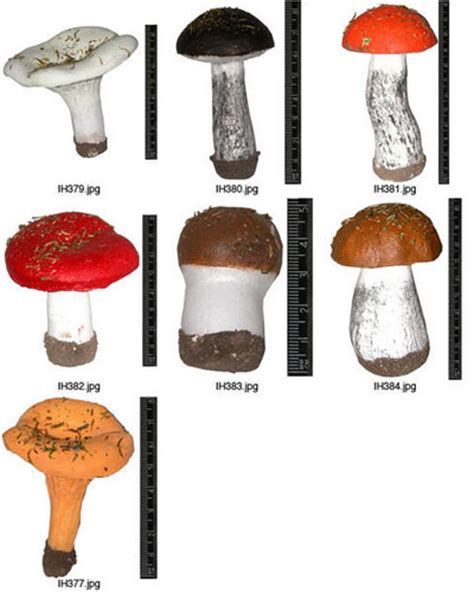 Mushroom Models Collection Set manufacturers, Mushroom Models ...