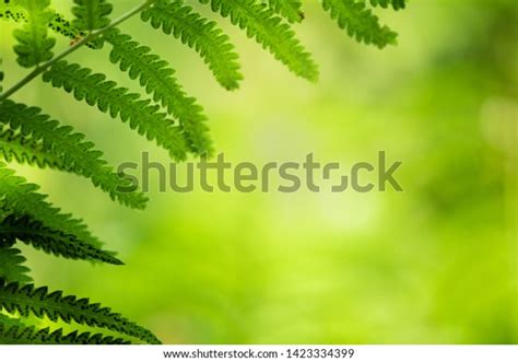 Closeup Nature Green Leaf Sunlight Greenery Stock Photo 1423334399
