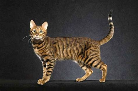 Serengeti Cat Information And Pictures Petguide Cat Breeds Rare