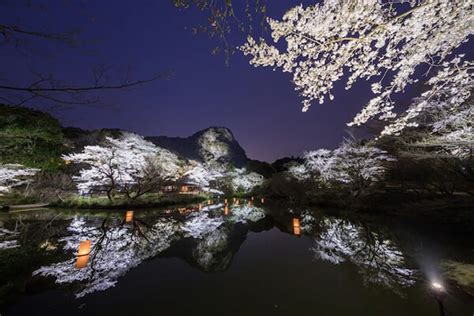 10 Breathtaking Cherry Blossom Photos Taken At Night