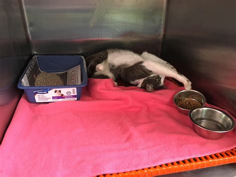 Beach boulevard pet hospital address, phone and customer reviews. Boarding | Beach Boulevard Pet Hospital