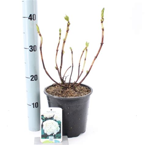 Hydrangea macrophylla Soeur Thérèse Grossiste en Plantes FlorAccess