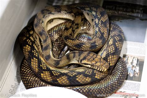 Sorong Scrub Python Outback Reptiles