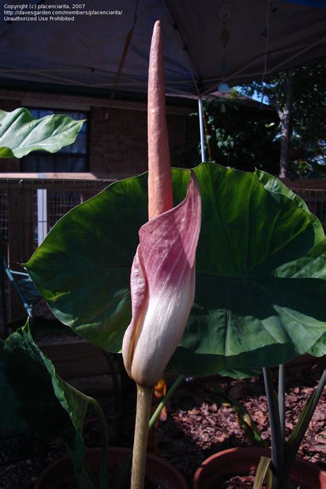 Plantfiles Pictures Amorphophallus Species Voodoo Lily Voodoo Plant