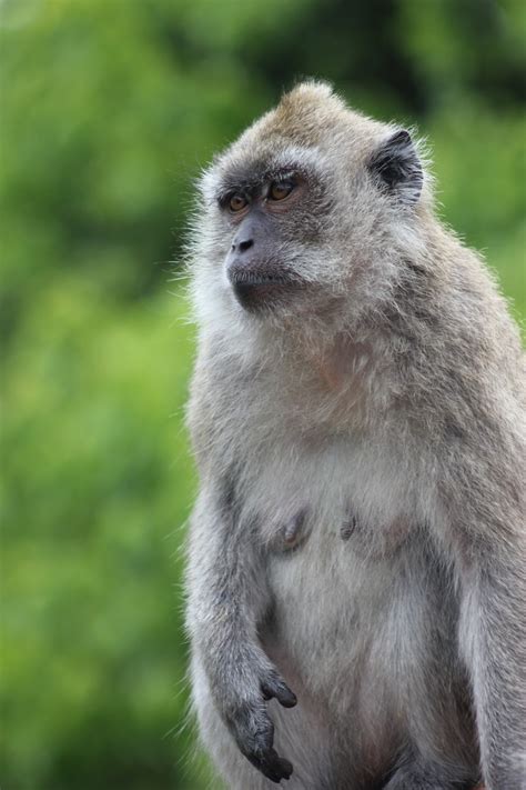 Free Images Mammal Vertebrate Macaque Wildlife Fauna Primate