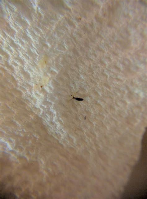 Super Tiny Bugs In Kitchen Ask An Expert