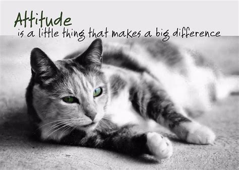 Attitude Catlessons Catquotes Cat Quotes Animal Quotes Cats