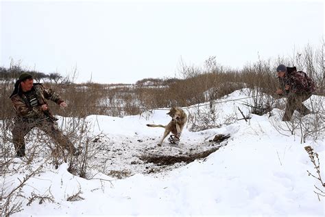 Lying in wait, pulling the trigger, mixed feelings. Hunting wolves in the Chernobyl nuclear exclusion zone Graphic images