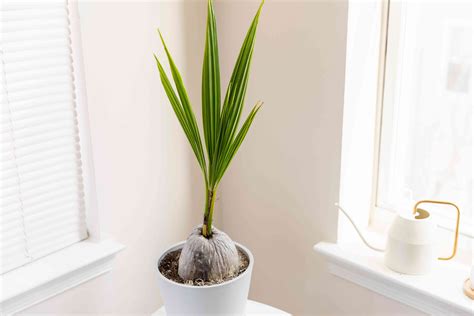 How To Grow And Care For Coconut Palm Indoors