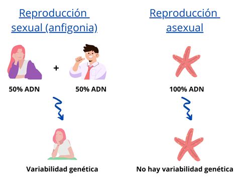 La Reproducción Sexual ¿un Método Ineficaz Microbacterium