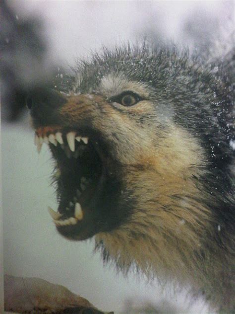 White Wolf Tails High Stand Tall And Snarl Fascinating Pictures Of