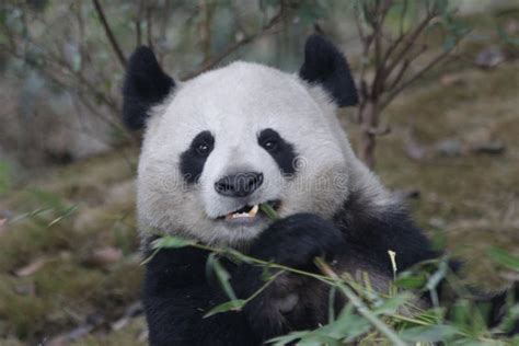 Giant Panda In Chengdu Panda Base Chengdu China Stock Photo Image