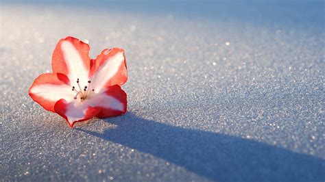 Winter Flower Wallpapers Wallpaper Cave